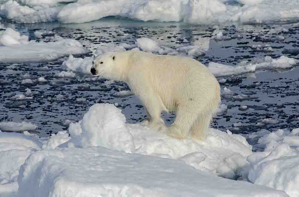 Oso Polar - islas Svalbard - Noruega 02.jpg